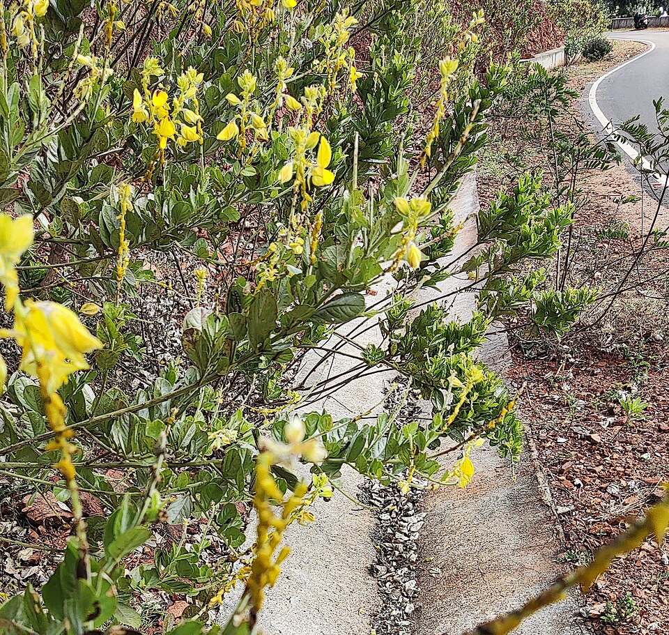 Crotalaria (Rattlepods) (alternate view 9)