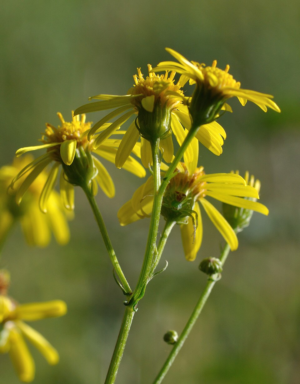 Jacobaea erucifolia (Hoary Ragwort)