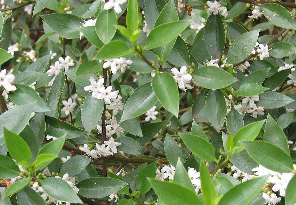 Myoporum petiolatum (Sticky Boobialla) (alternate view 6)
