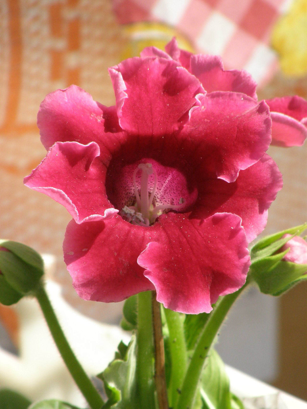 Sinningia speciosa, Gloxinia — mounding deciduous (Gesneriaceae) (image 4 of 10)