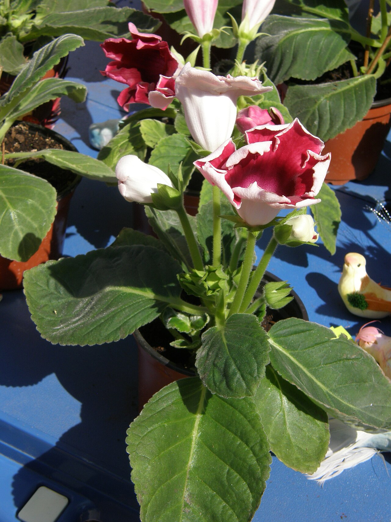 Sinningia speciosa, Gloxinia — mounding deciduous (Gesneriaceae) (image 5 of 10)