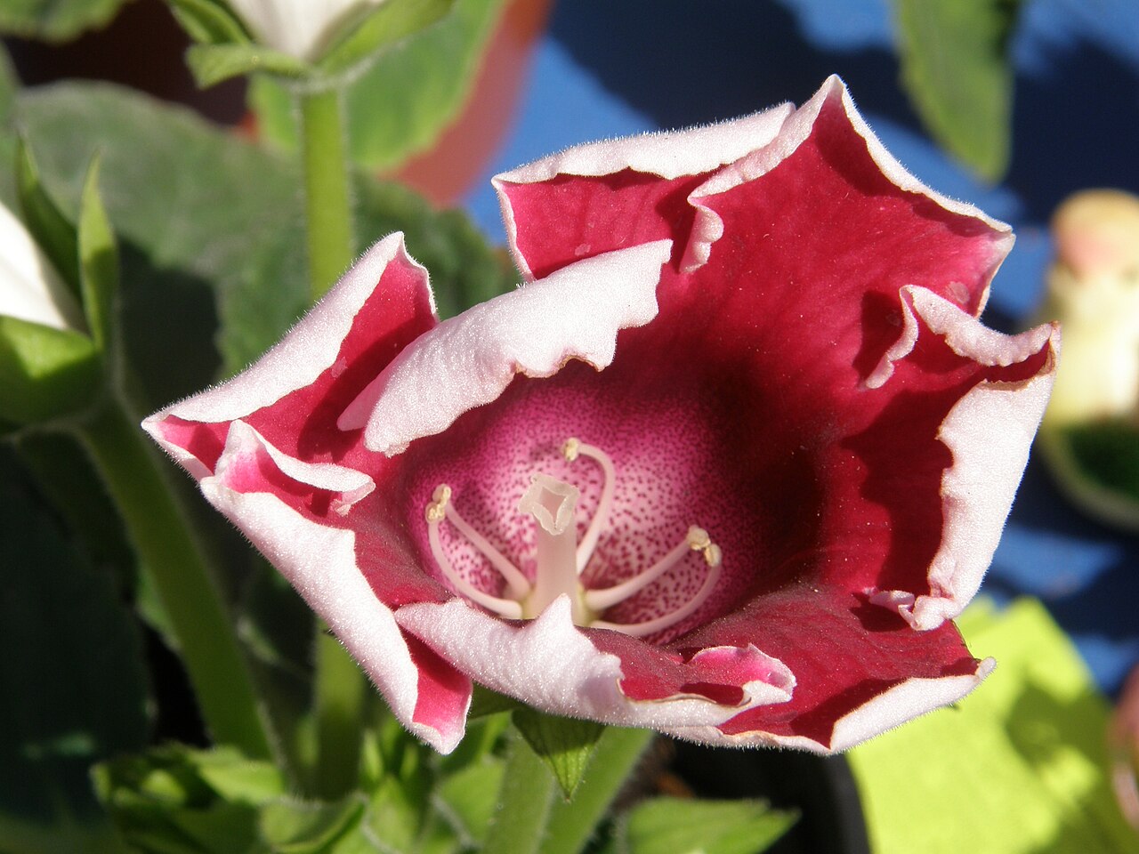 Sinningia speciosa, Gloxinia — mounding deciduous (Gesneriaceae) (image 6 of 10)