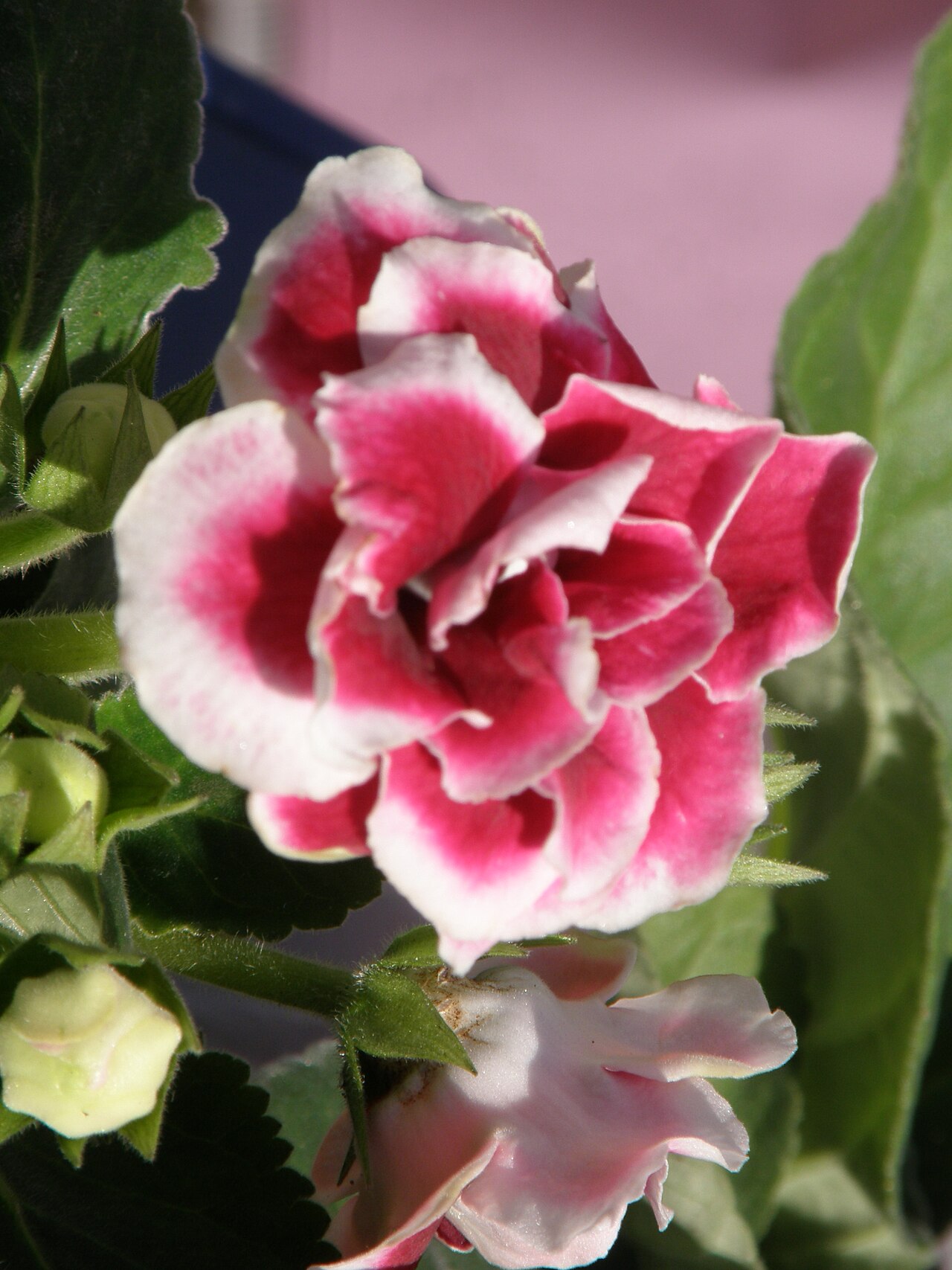 Sinningia speciosa, Gloxinia — mounding deciduous (Gesneriaceae) (image 7 of 10)