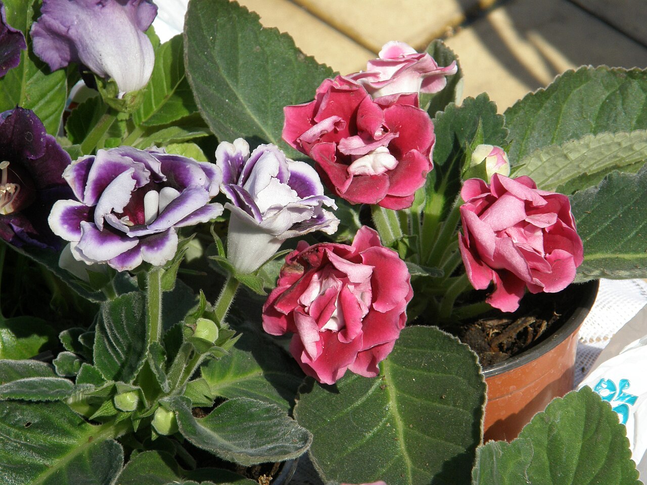 Sinningia speciosa, Gloxinia — mounding deciduous (Gesneriaceae) (image 8 of 10)