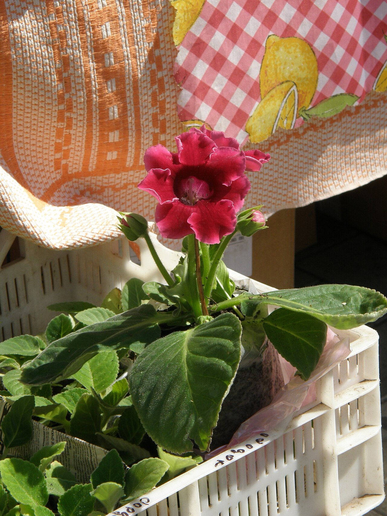 Sinningia speciosa, Gloxinia — mounding deciduous (Gesneriaceae) (image 9 of 10)