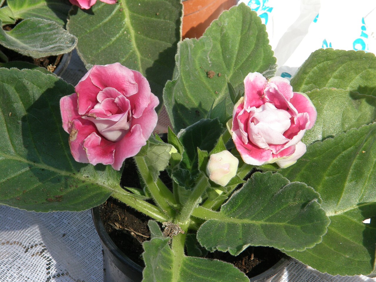 Sinningia speciosa, Gloxinia — mounding deciduous (Gesneriaceae) (image 10 of 10)