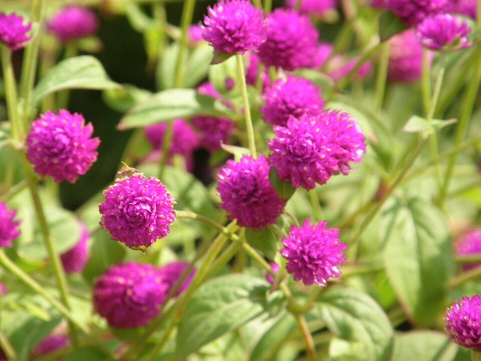 Gomphrena globosa (Globe Amaranth) (alternate view 8)