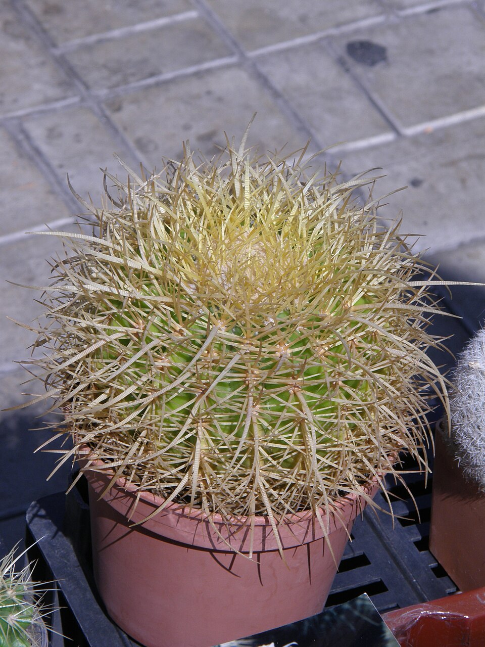 Kroenleinia grusonii (golden barrel cactus) (alternate view 10)