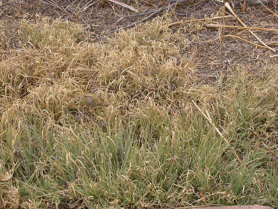 Bouteloua dactyloides (Buffalo Grass) (alternate view 6)
