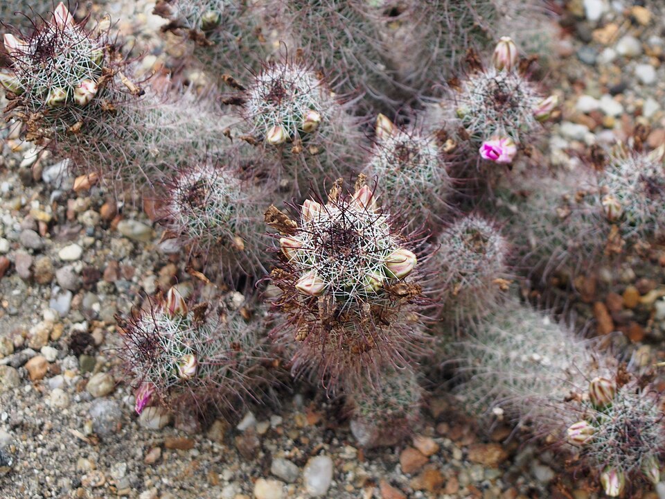 Cochemiea grahamii (Graham's nipple cactus) (alternate view 9)