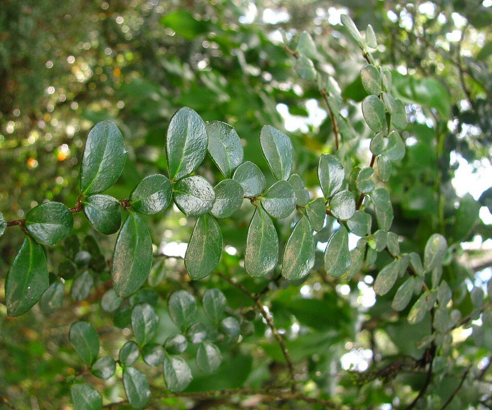 Azara microphylla (Boxleaf azara) (alternate view 11)
