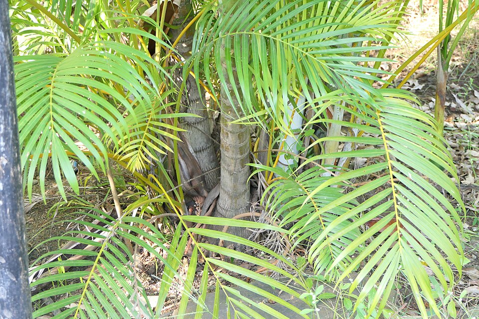 Dypsis (alternate view 2)