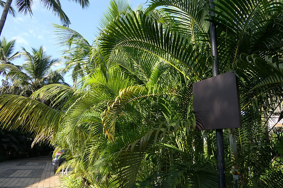 Dypsis (alternate view 3)
