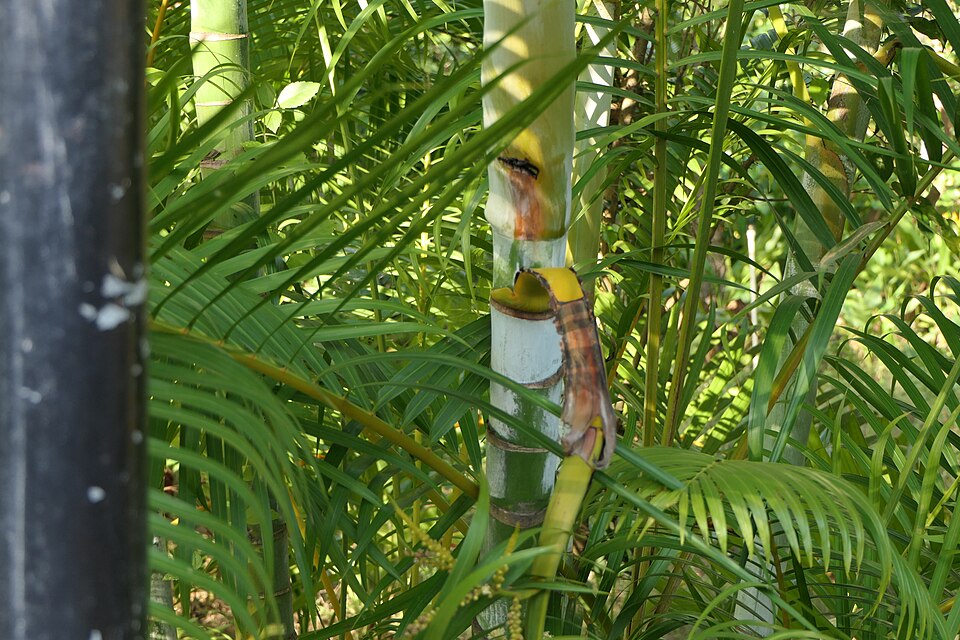 Dypsis (alternate view 4)