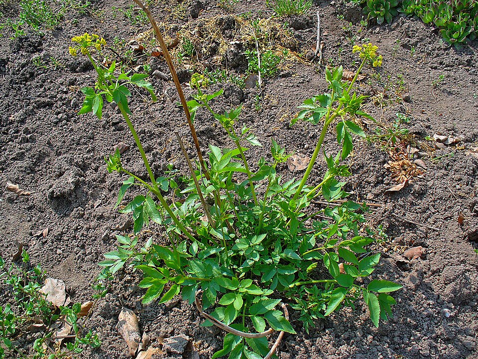 Zizia aurea (Golden Alexanders) (alternate view 8)