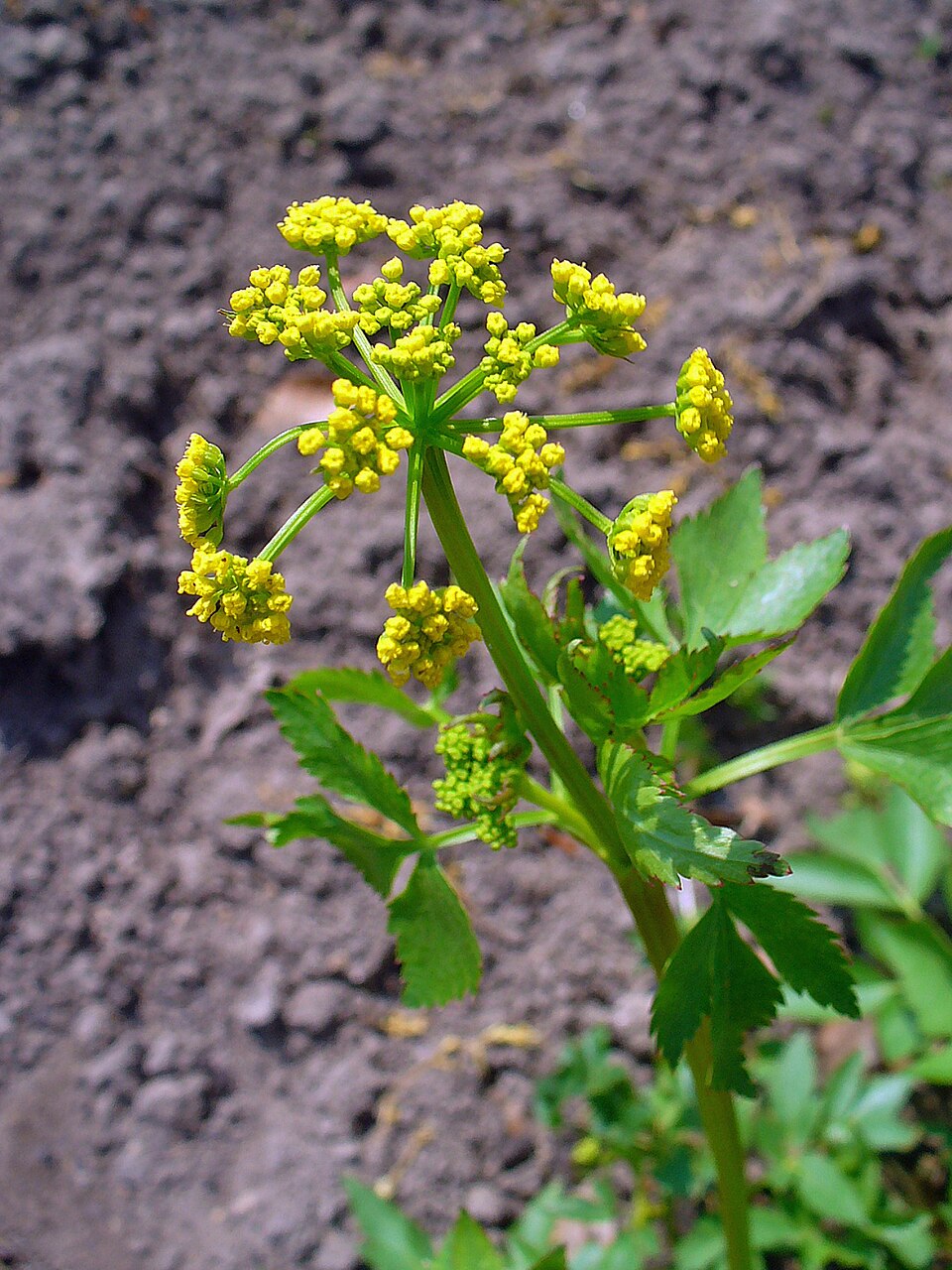 Zizia aurea (Golden Alexanders) (alternate view 9)