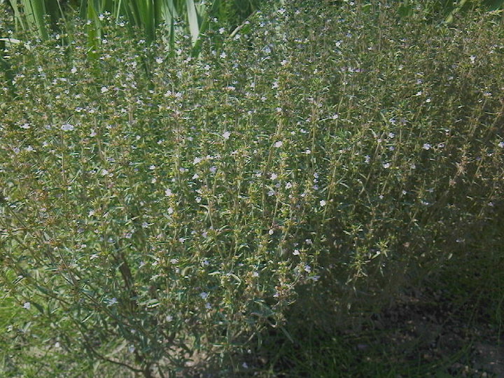 Satureja hortensis (Summer Savory) (alternate view 10)