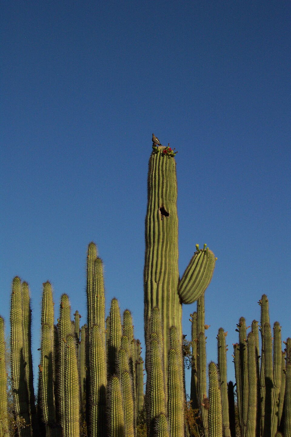 Carnegiea gigantea (saguaro)