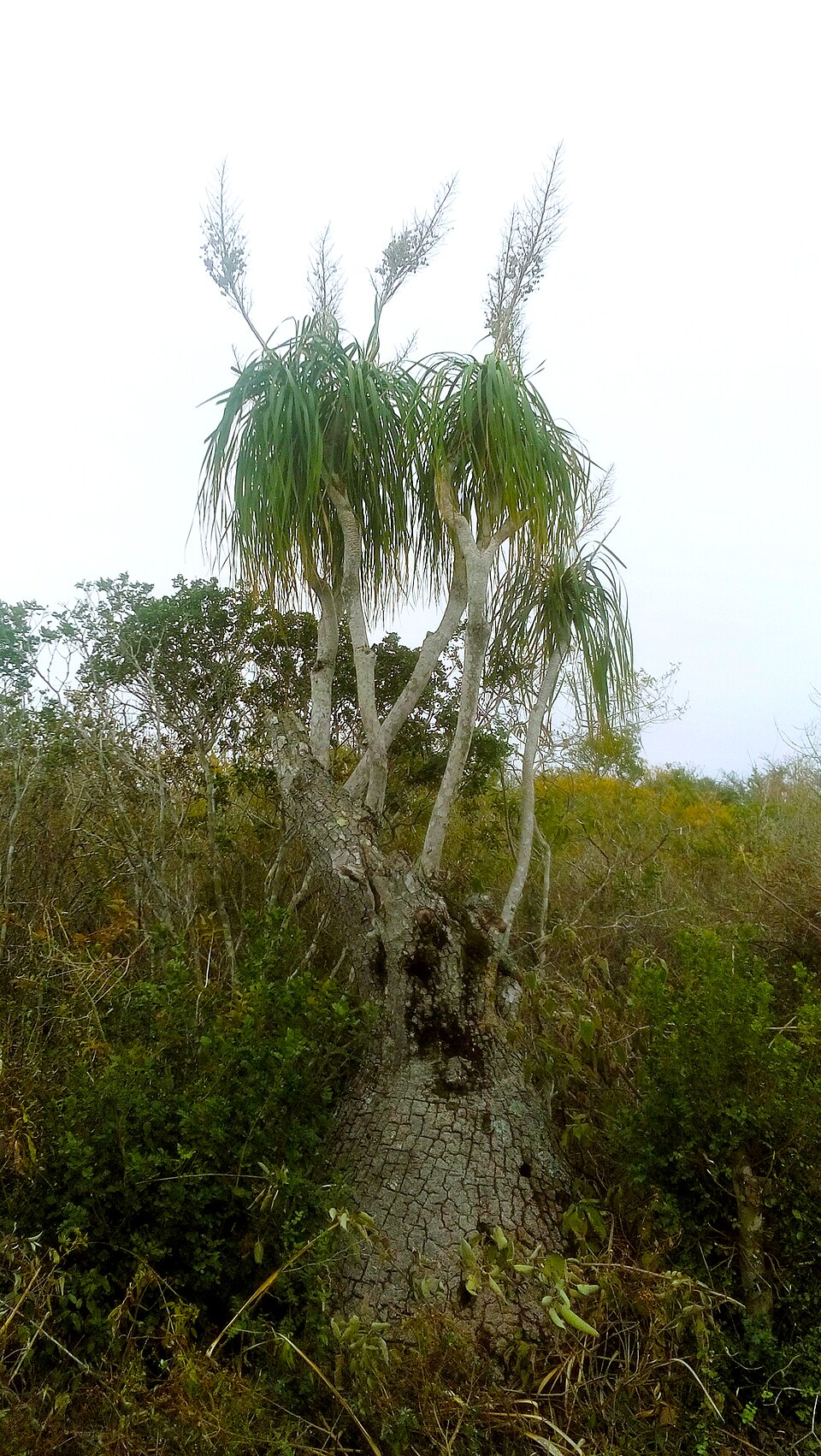 Beaucarnea recurvata (Ponytail Palm) (alternate view 5)