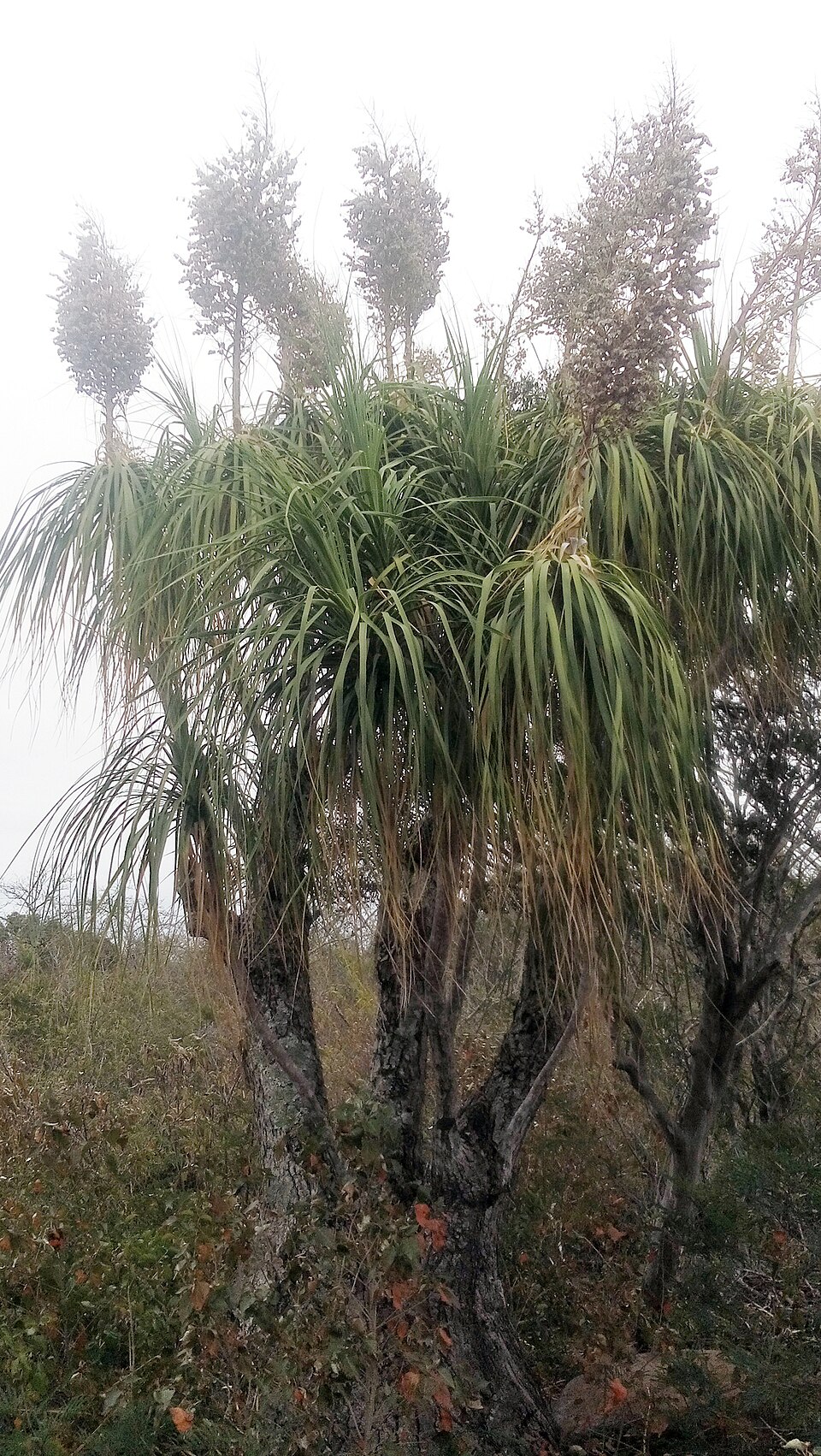 Beaucarnea recurvata (Ponytail Palm) (alternate view 6)