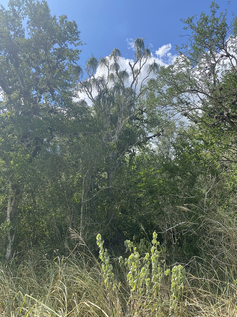 Beaucarnea recurvata (Ponytail Palm) (alternate view 7)