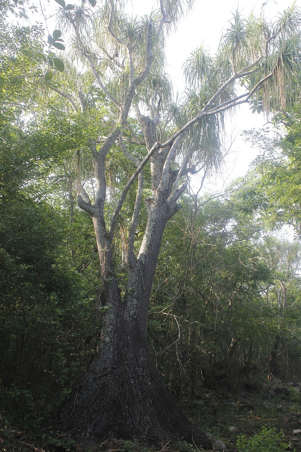 Beaucarnea recurvata (Ponytail Palm) (alternate view 8)