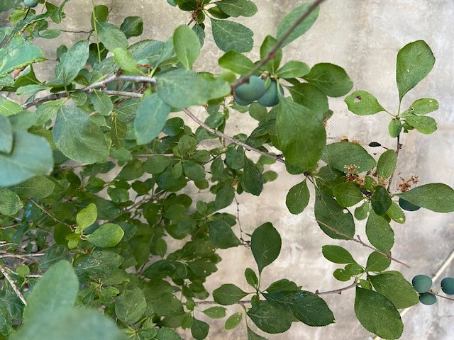 Prunus spinosa (Blackthorn)