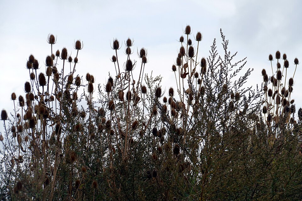 Cirsium (Plume Thistles) (alternate view 9)