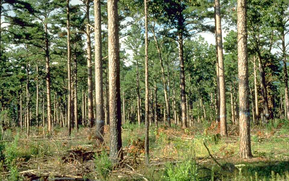 Pinus echinata (shortleaf pine) (alternate view 4)