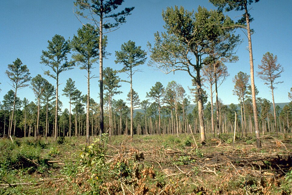Pinus echinata (shortleaf pine) (alternate view 5)