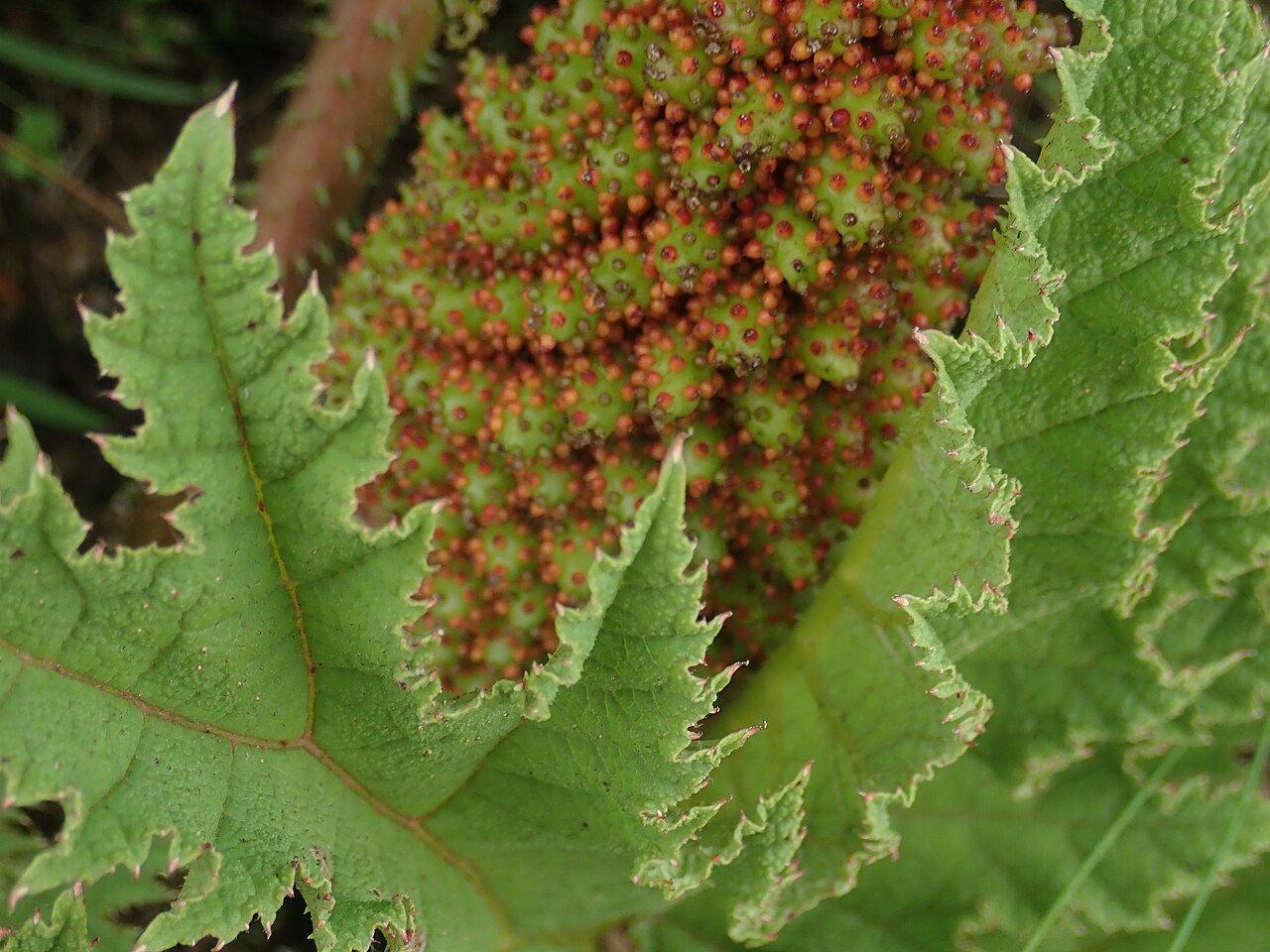 Gunnera tinctoria (Giant Rhubarb)