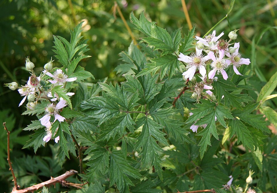 Rubus laciniatus (evergreen blackberry) (alternate view 6)
