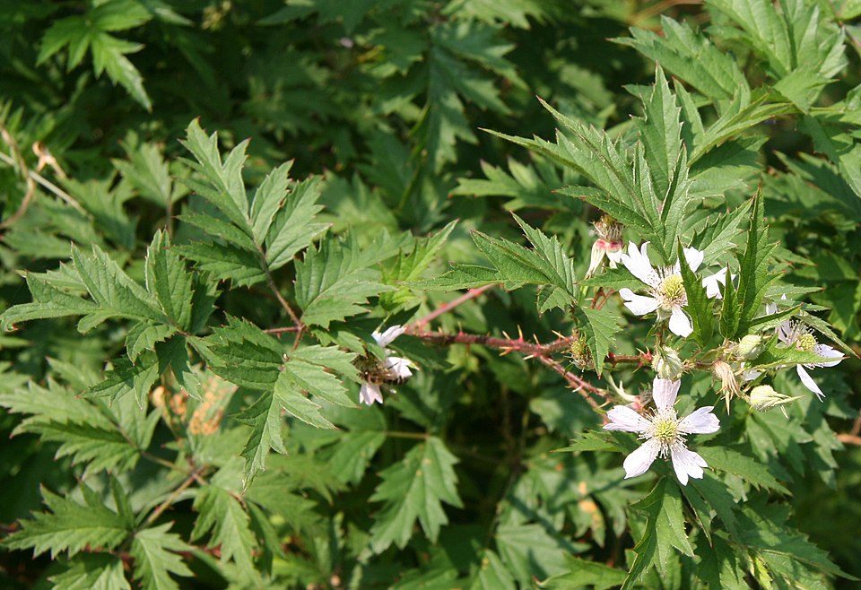 Rubus laciniatus (evergreen blackberry) (alternate view 7)