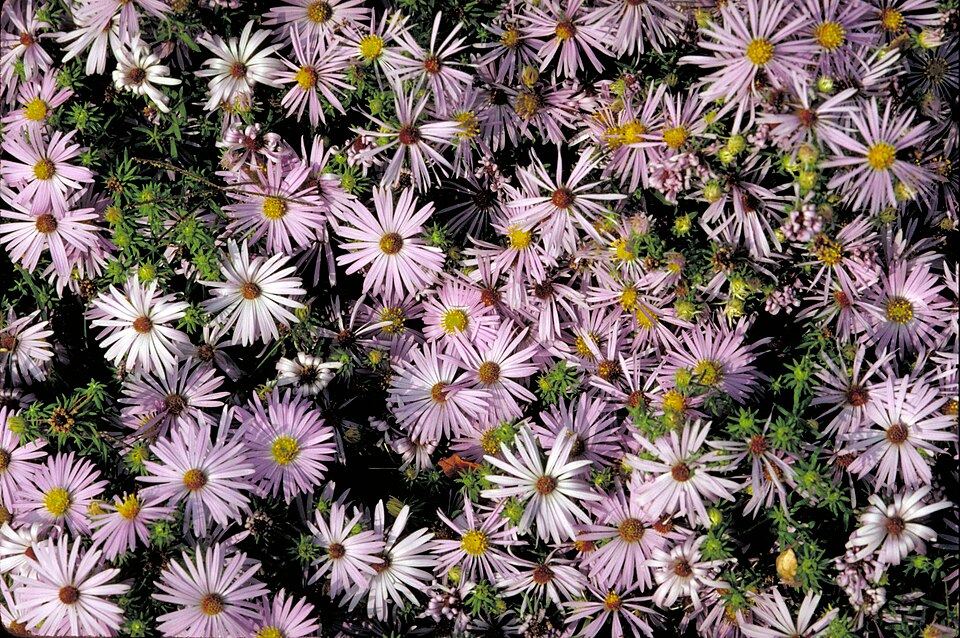 Symphyotrichum oblongifolium (Aromatic Aster) (alternate view 6)