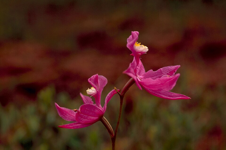 Calopogon tuberosus (Tuberous Grasspink) (alternate view 5)