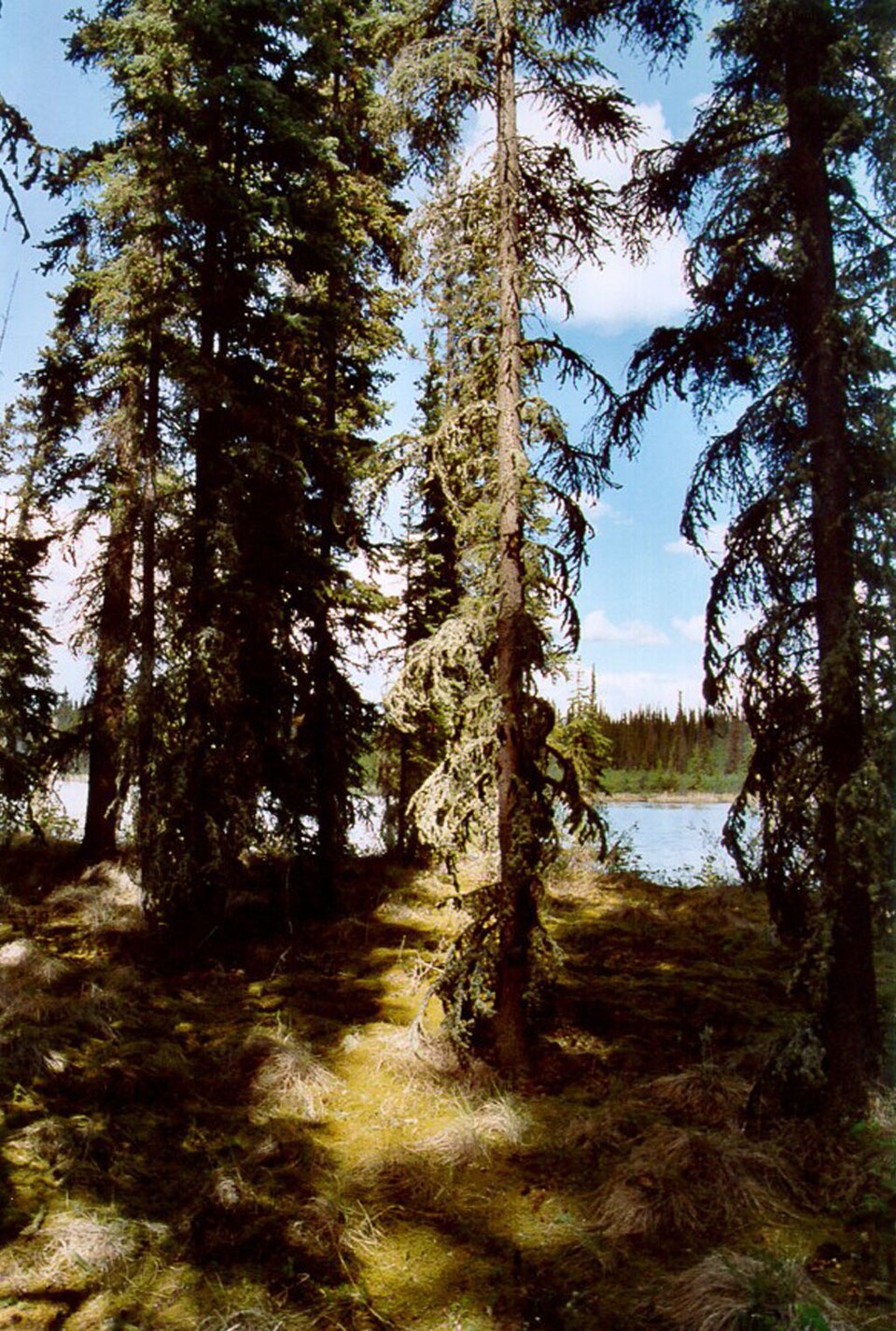 Picea glauca (white spruce)