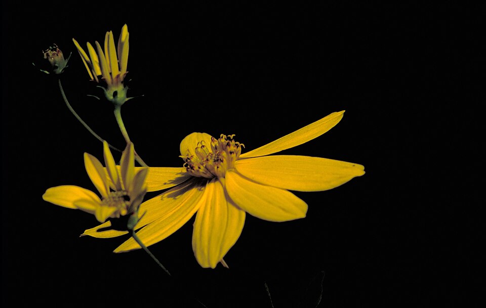 Coreopsis major (Greater Tickseed) (alternate view 6)