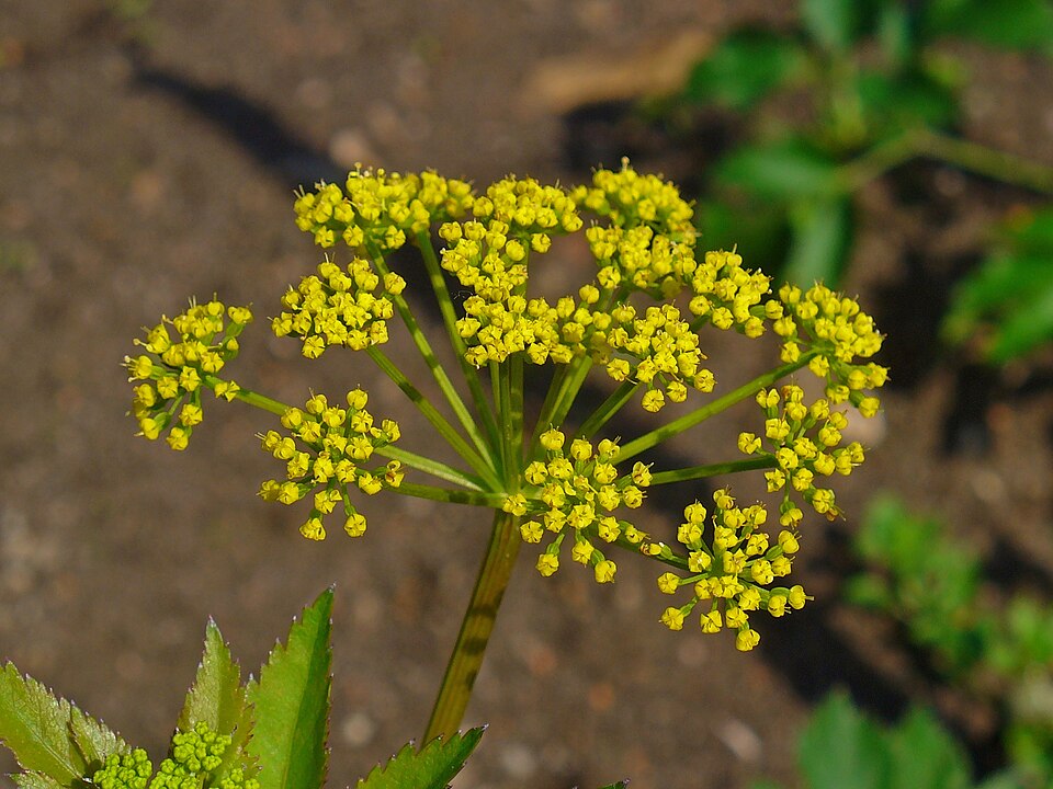 Zizia aurea (Golden Alexanders) (alternate view 10)