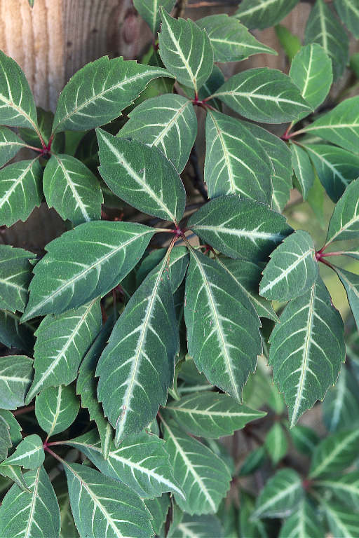 Parthenocissus henryana (Henry's Virginia Creeper)