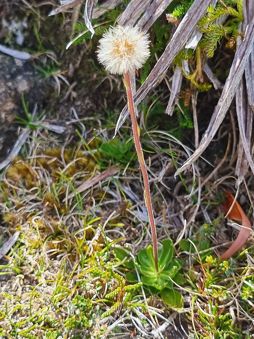 Erigeron (fleabanes and horseweeds) (alternate view 4)