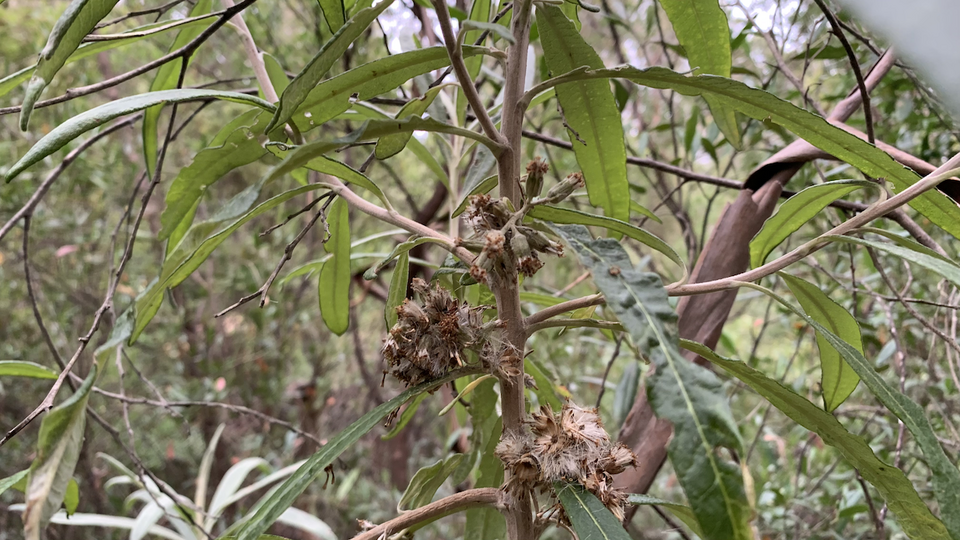 Bedfordia salicina (Blanket Bush) (alternate view 7)