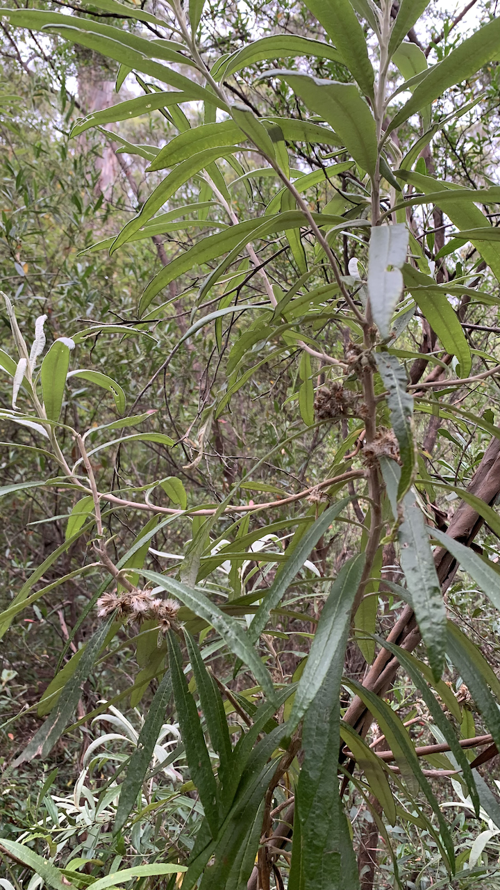 Bedfordia salicina (Blanket Bush) (alternate view 8)