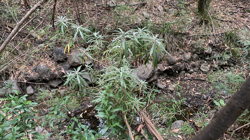 Bedfordia salicina (Blanket Bush) (alternate view 9)