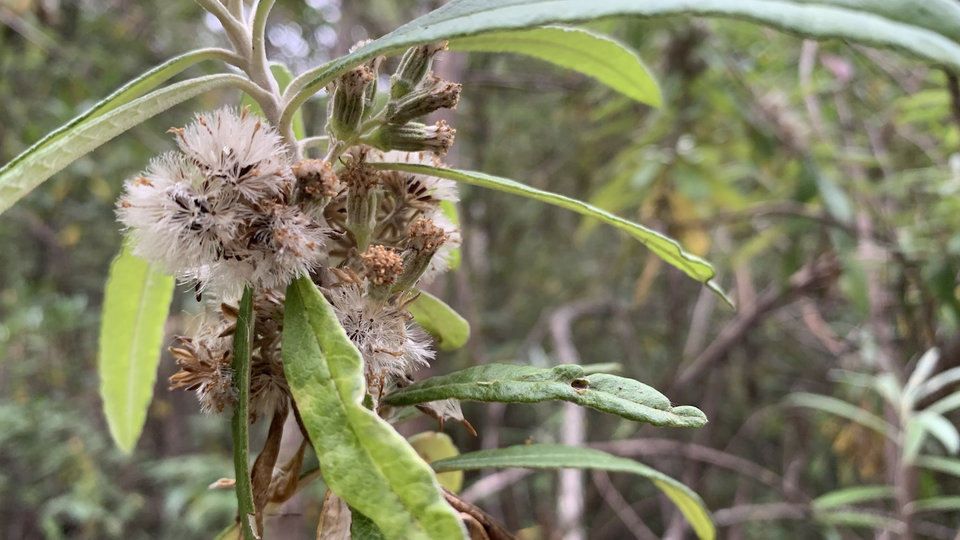 Bedfordia salicina (Blanket Bush) (alternate view 10)