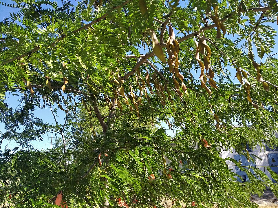 Gleditsia (honey locusts) (alternate view 2)