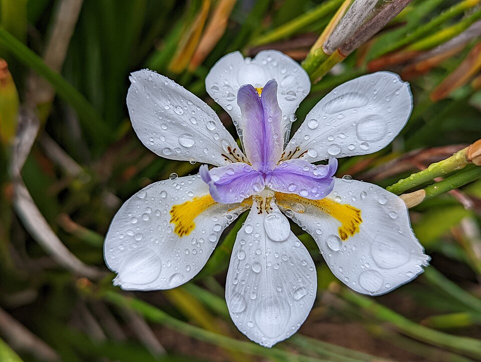 Dietes (Fortnight Lilies) (alternate view 3)
