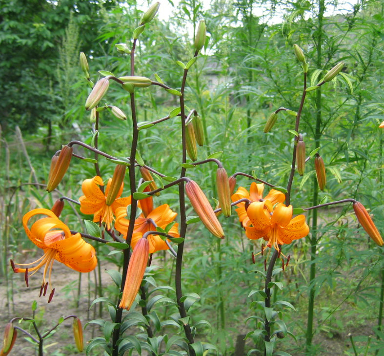 Lilium lancifolium (tiger lily) (alternate view 5)