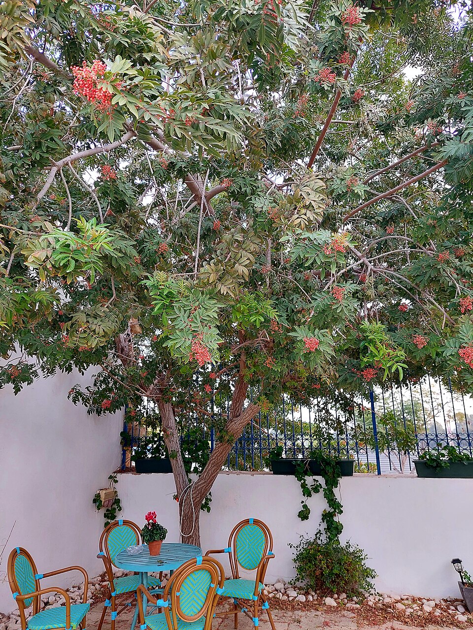 Schinus (peppertrees) (alternate view 2)