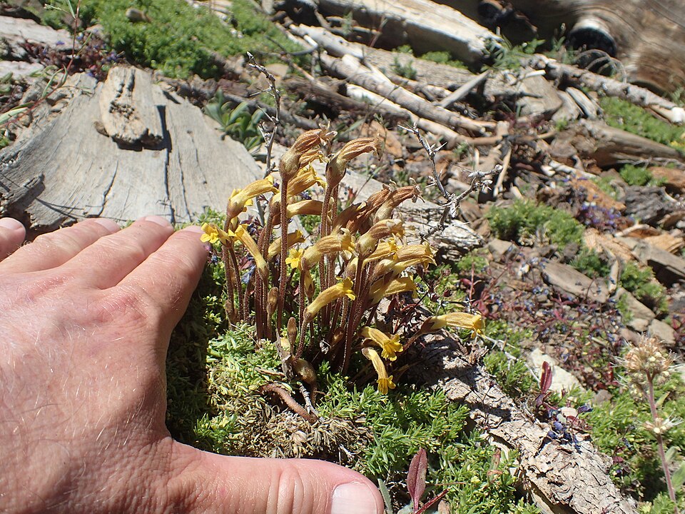 Orobanche (Broomrapes) (alternate view 4)