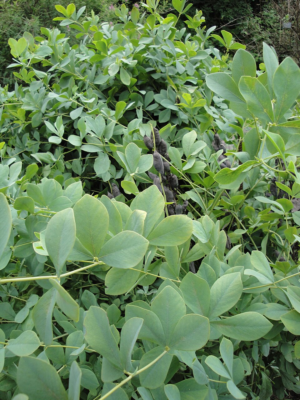 Baptisia australis (Blue Wild Indigo) (alternate view 8)